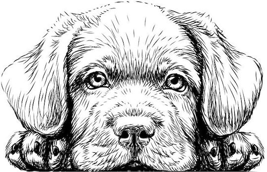 Poster Kinderposter Schwarzweiß Hund Papier 40x40cm