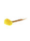 Dried Wisteria Flower Yellow 50gr
