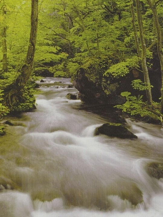 Wallpapers Forest 366x254cm