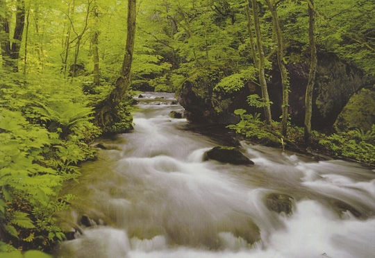 Ταπετσαρία Τοίχου Forest 366x254εκ