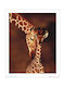 Art Print Giraffe Poster 40x50cm
