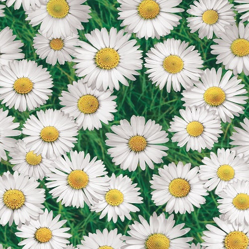Покривка за Маса Пластмасова Маргаритки 140x140 Cm324702