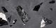 Tile Medley Rock Dark Grey 60x120 Cm