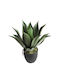 Harmony Artificial Agave Plant 55cm