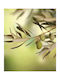 Digital Print Roller E302 Width 100cm Height 180cm