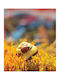 Ρόλερ Digital Print E493 Φ100xυ120