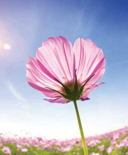 Ρόλερ Digital Print E455 Φ100xυ120