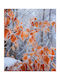 Ρόλερ Digital Print E221 Φ160xυ180