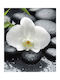 Digital Print Roller E399 Width 120cm Height 100cm