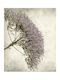 Ρόλερ Digital Print E448 Φ160xυ120