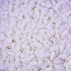 Cake Land Confetti Decorativ Albe 1000gr