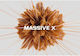 Native Instruments Massive X