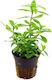 Stoffels Hygrophila Polysperma