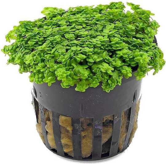 Live Aquarium Plants Hemianthus Callitrichoides Cuba Pot