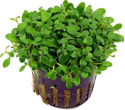 Plante Acvatice Vii Glossostigma Elatinoides Ghiveci Plante Acvatice Vii Glossostigma Elatinoides Ghiveci