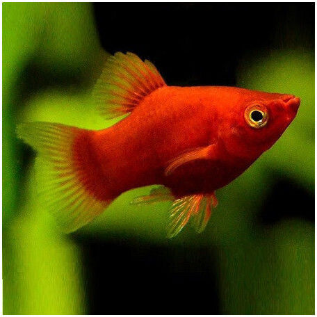 Platy Coral Red 3-3.5cm