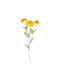 Florista Ζίννια 50cm Culoare Galbenă