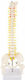 Πρόπλασμα Σπονδυλικής Στύλης Spine Model