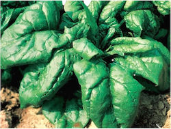 Σπανάκι Viroflay Σακ 5kg Σπανάκι Viroflay Σακ 5kg