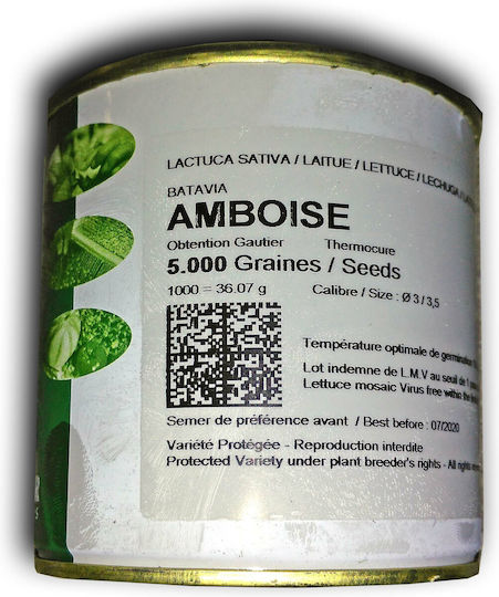 Lettuce Seeds Amboise 5000 Seeds