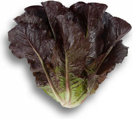 Samen Kopfsalat Thurinus Rz 5000 Samen