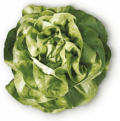 Lettuce Seeds Euridice Rz 5000 Seeds