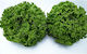 Armada 5000 Lettuce Seeds