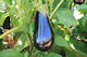 Aubergine Seeds Bueno F1 500 Seeds