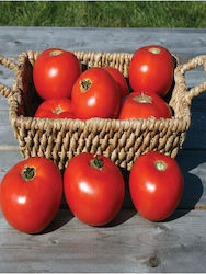Hybrid Tomate Sitzende Mountain Fresh Plus F1 1000 Samen