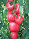 Hybrid Tomato Climbing Honey Moon F1 1000 Seeds