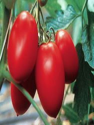 Colibri F1 1000 Samen Hybrid Tomaten Kletternd