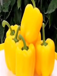 Deseo F1 1000 Samen für Gefüllte Paprika Hybrid