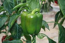 Yecla Pepper Seeds 500 Seeds
