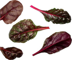Rote Bete Bull's Blood Baby 10 g Rote Bete Bull's Blood Baby 10 g