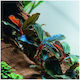 Bucephalandra Sordidula Blue Nano Stone Plant