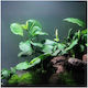 Anubias Coin Live Aquarium Plants