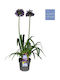 Agapanthus 'blackjack' 23cm