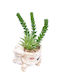 Decorative Bonsai Flower Arrangement 013 17*10cm