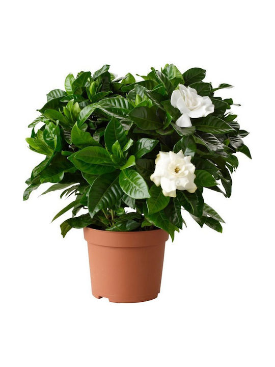 Oem Γαρδένια Gardenia Jasminoides 10 Lt 60/80 Oem Γαρδένια Gardenia Jasminoides 10 Lt 60/80