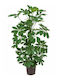 Oem Σεφλέρα Schefflera Arboricola 15 Lt 125/150
