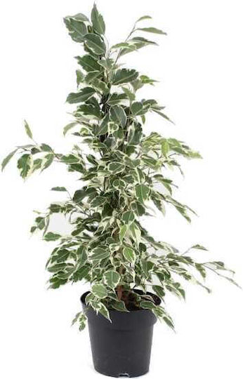 Oem Ficus Benjamin Panasé Busch 3 Lt 40/60