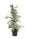 Oem Ficus Lyrata Бенджамин Панаше Храст 30 Лт 200/250