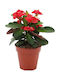 OEM Christ Thorn Euphorbia Milii 0.3 Lt Up to 15