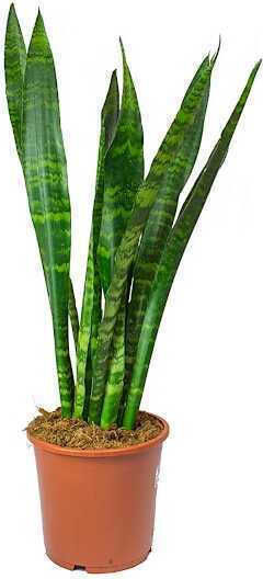Oem Sansevieria Black Coral 4 Lt 60/80