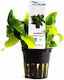 Aquaflora Anubias Barteri Var Nana Golden Pot