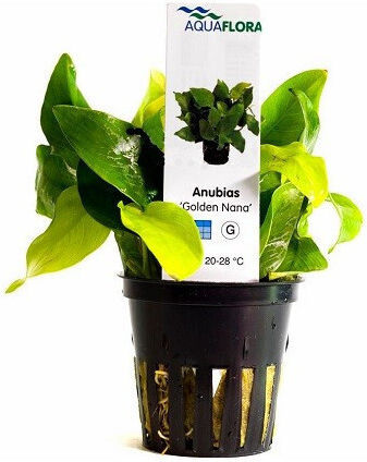 Aquaflora Anubias Barteri Var Nana Golden Pot