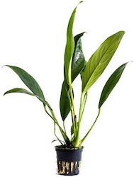 Aquaflora Anubias Afzelli Pot