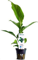 Aquaflora Anubias Heterophylla Pot