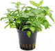 Aquaflora Hygrophila Polysperma Sunset Topf