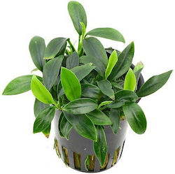 Aquaflora Anubias Barteri Var Nana Pot